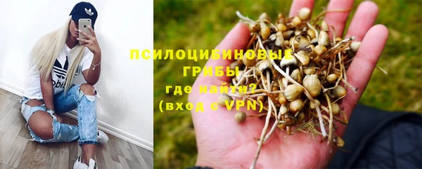гашик Дмитров